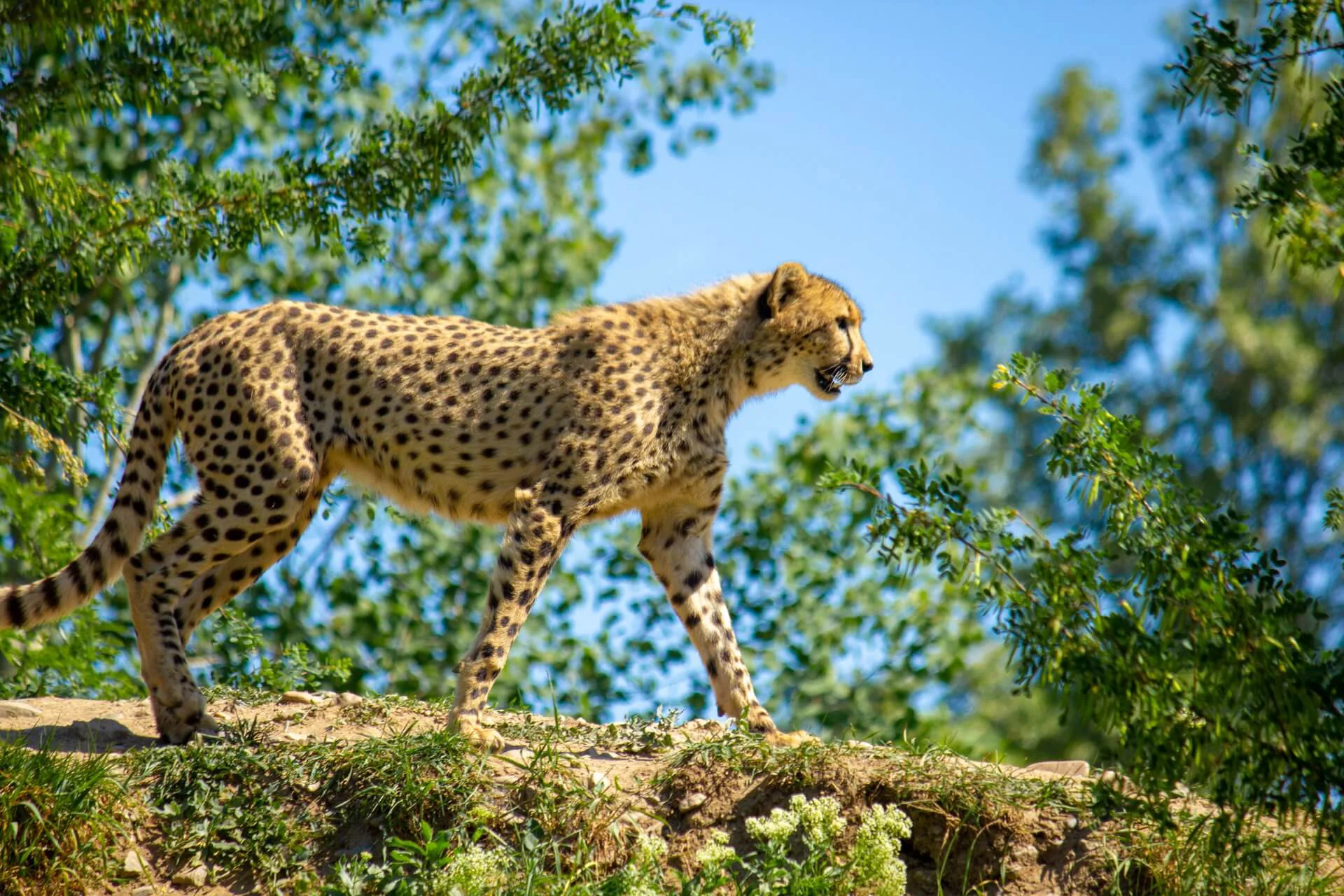 Masai Mara Trip - Masai Mara National Reserve Tour, Packages, and Price 28 Mara Triangle