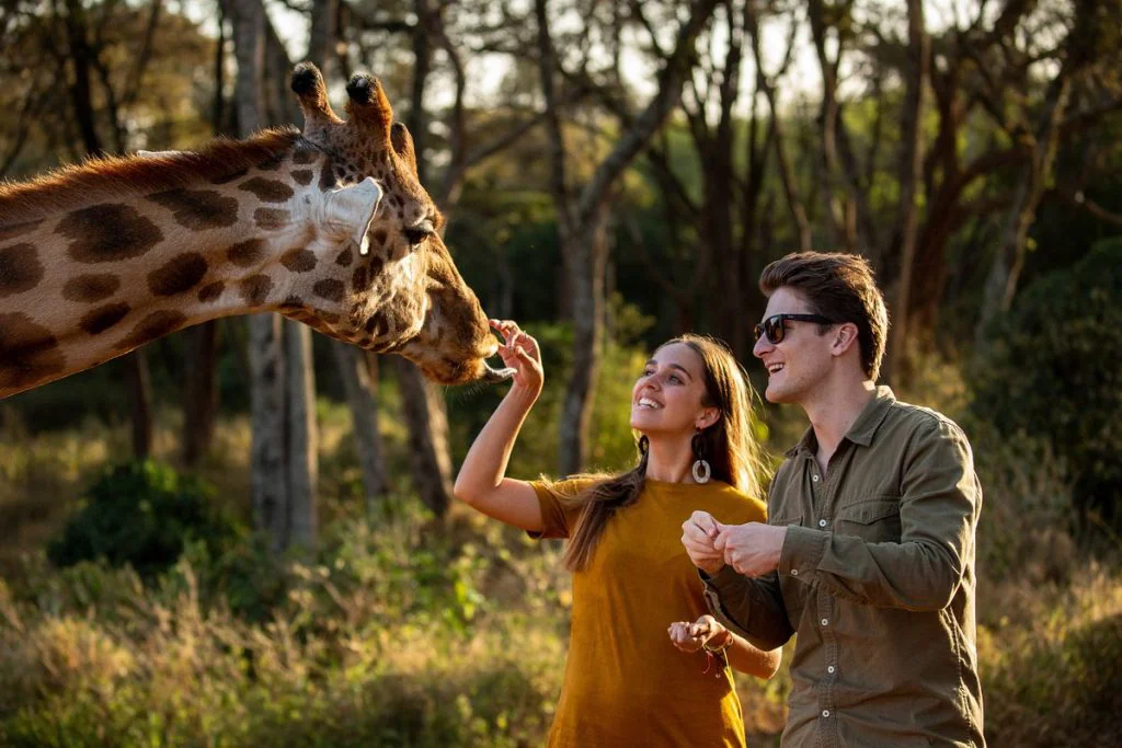 The Ultimate Guide to Safari of Africa and Packages 38 A safari of africa feeding a giraffe