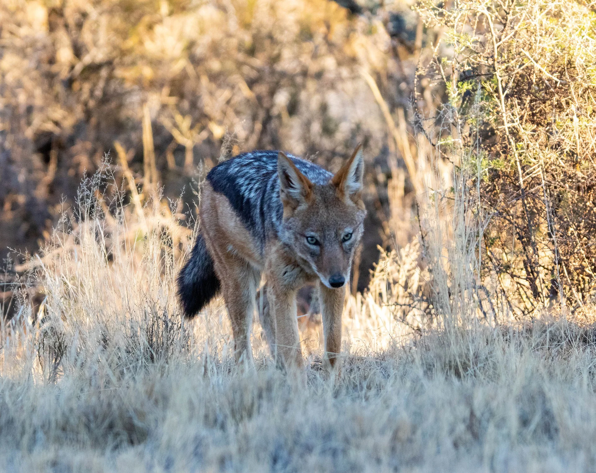 The Ultimate Guide to the Black Jackal - African Safari Animal 2 Jackal - Ajkenyasafaris.com