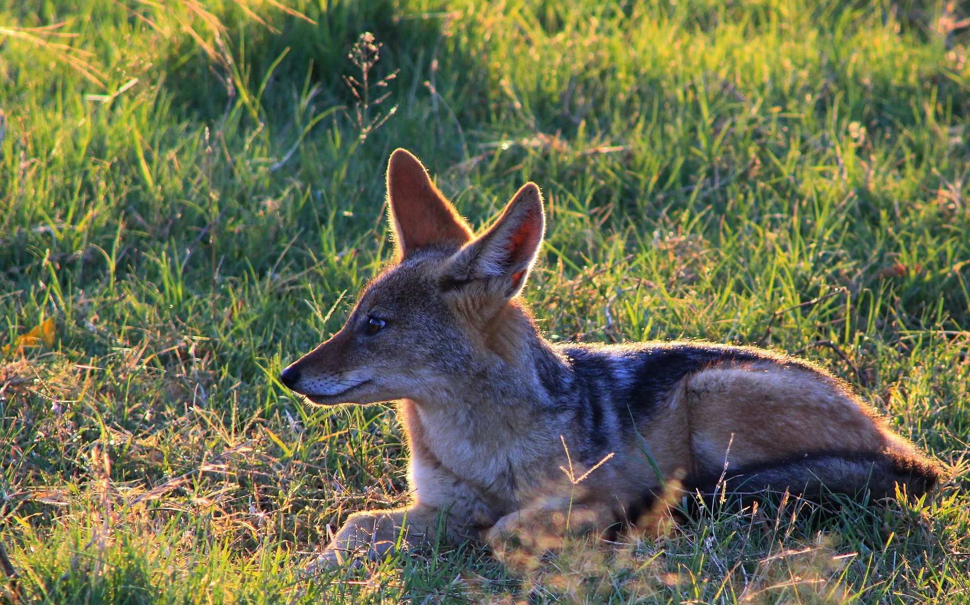 The Ultimate Guide to the Black Jackal - African Safari Animal 3 Jackal - Ajkenyasafaris.com