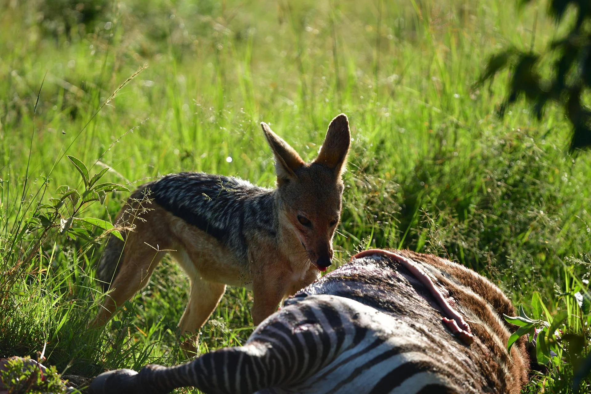 The Ultimate Guide to the Black Jackal - African Safari Animal 4 Jackal - Ajkenyasafaris.com
