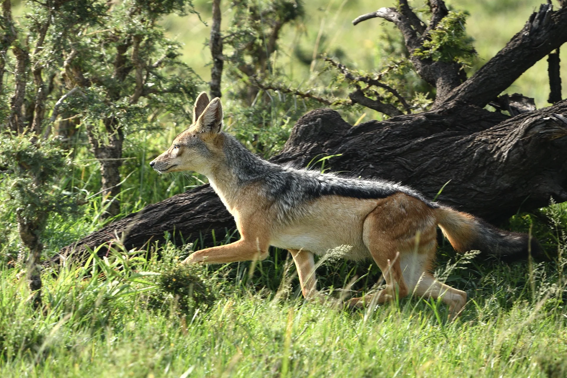 The Ultimate Guide to the Black Jackal - African Safari Animal 5 Jackal - Ajkenyasafaris.com