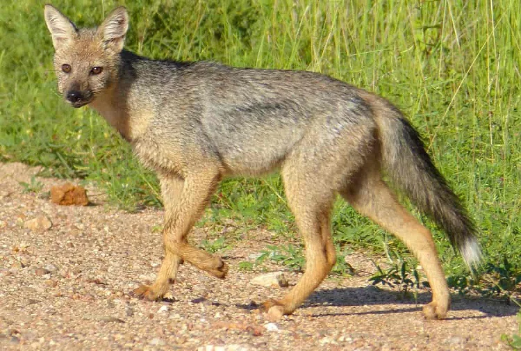 The Ultimate Guide to the Black Jackal - African Safari Animal 6 Jackal - Ajkenyasafaris.com