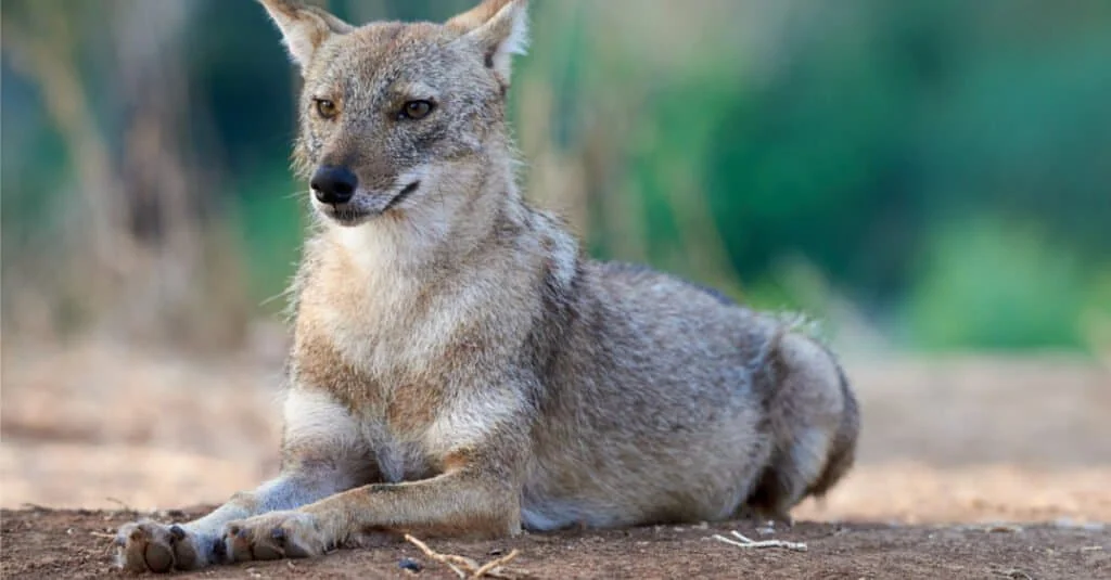 The Ultimate Guide to the Black Jackal - African Safari Animal 7 Jackal - Ajkenyasafaris.com