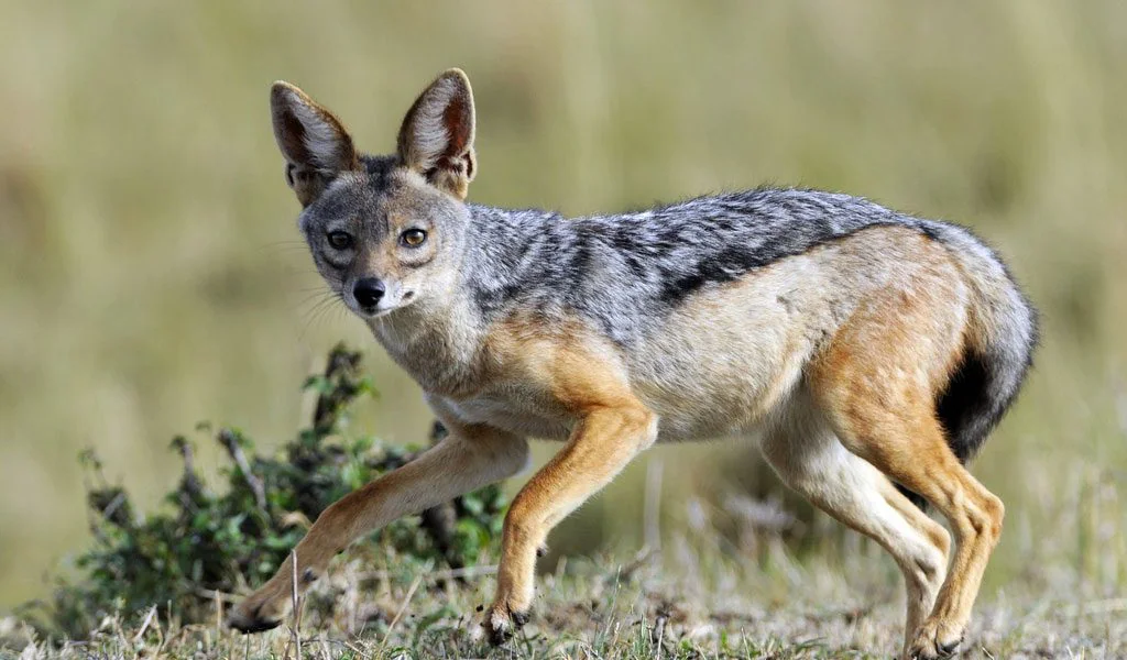 The Ultimate Guide to the Black Jackal - African Safari Animal 8 Jackal - Ajkenyasafaris.com