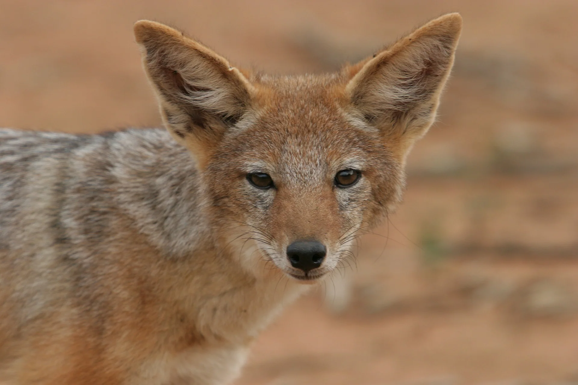 The Ultimate Guide to the Black Jackal - African Safari Animal 9 Jackal - Ajkenyasafaris.com