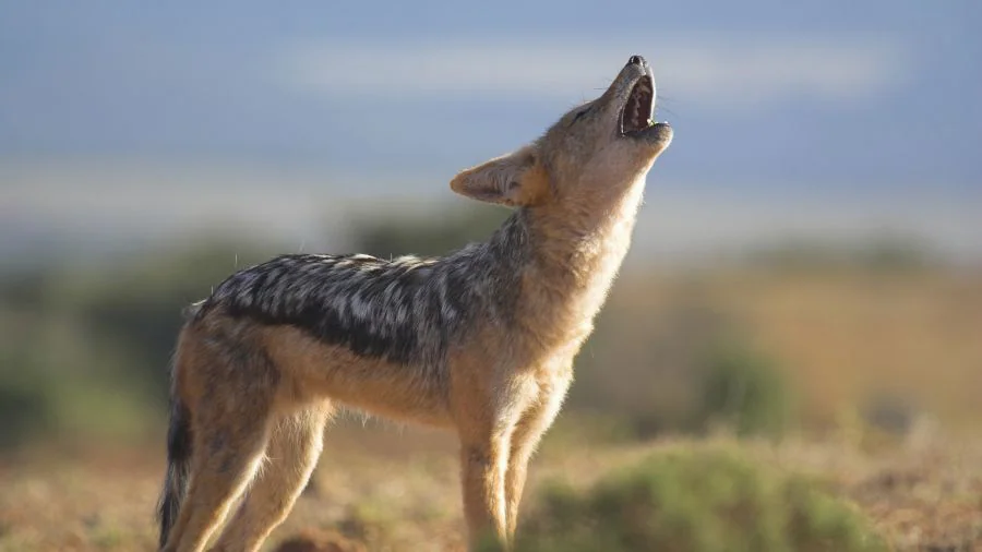 The Ultimate Guide to the Black Jackal - African Safari Animal 10 Jackal - Ajkenyasafaris.com