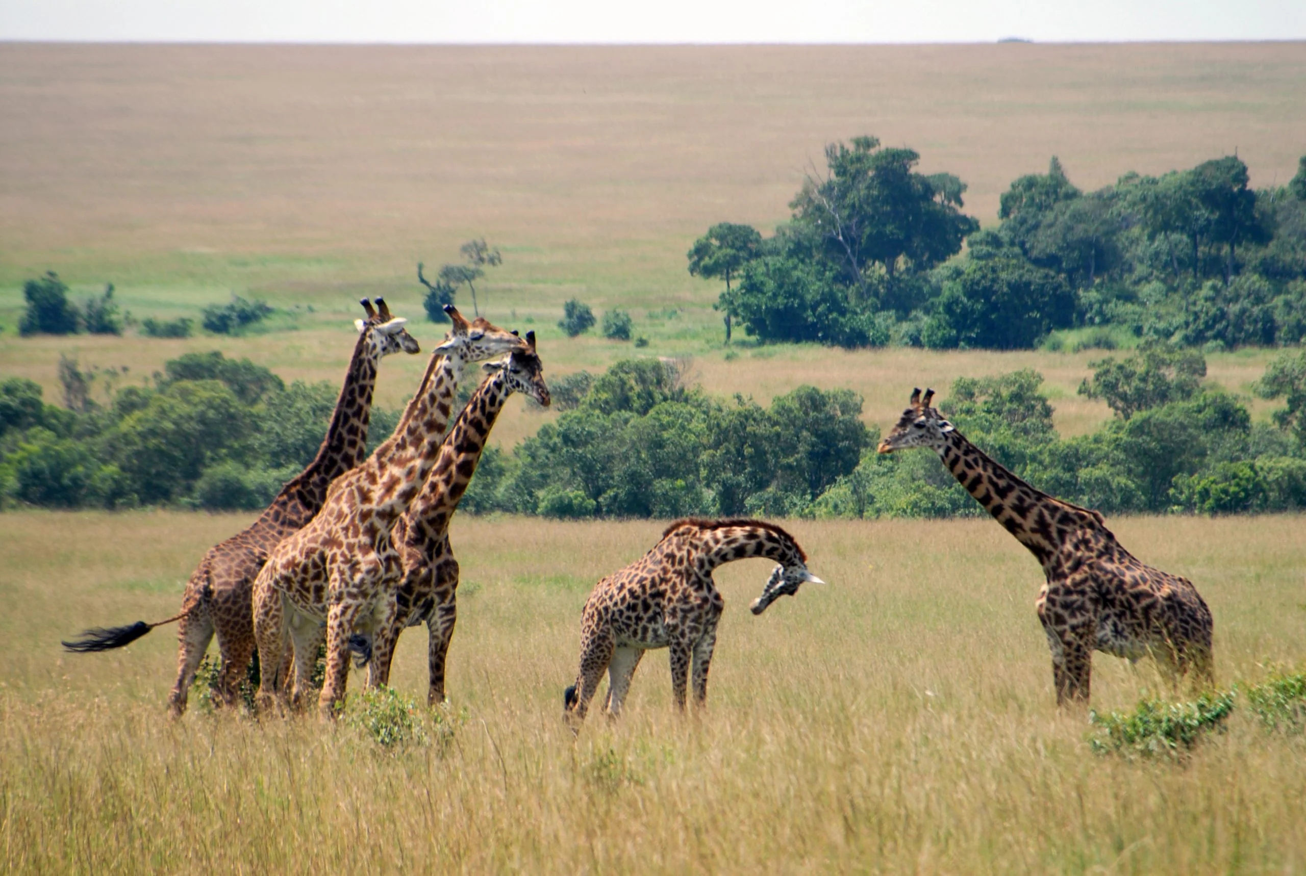 The Ultimate Guide to Africa Tours, Packages, & Destinations 1 Africa tours - Safari Land Cruiser