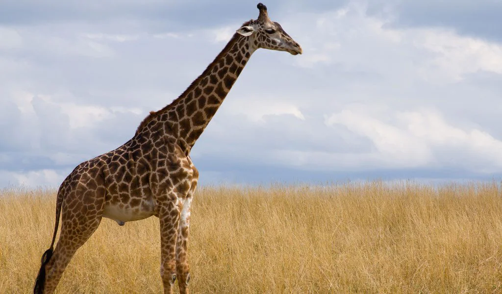 Masai Giraffe Facts, Habitat, Diet, Life Cycle, Pictures 3 Giraffe in Kenya Masai - Images