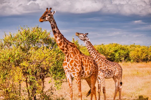 Masai Giraffe Facts, Habitat, Diet, Life Cycle, Pictures 2 Giraffe in Kenya Masai - Images