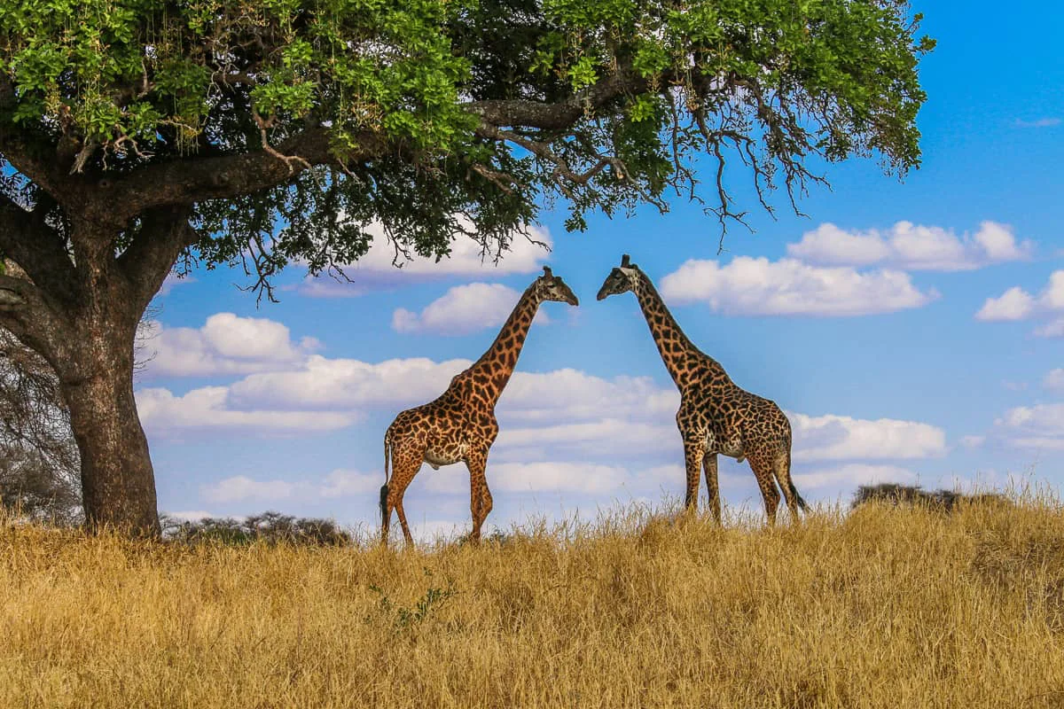 Masai Giraffe Facts, Habitat, Diet, Life Cycle, Pictures 6 Giraffe in Kenya Masai - Images