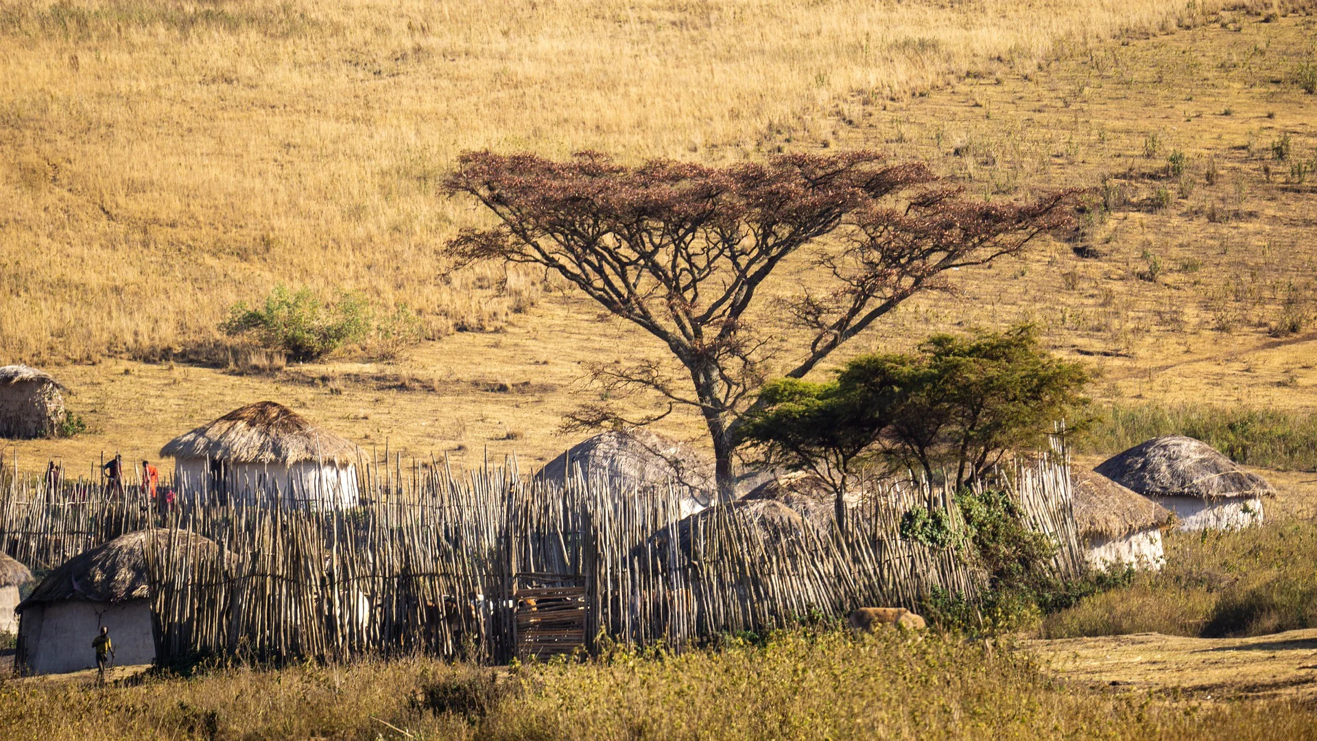 Maasai Tribe History, Language, Culture, Tradition, Religions, and More 4 Masai shelter