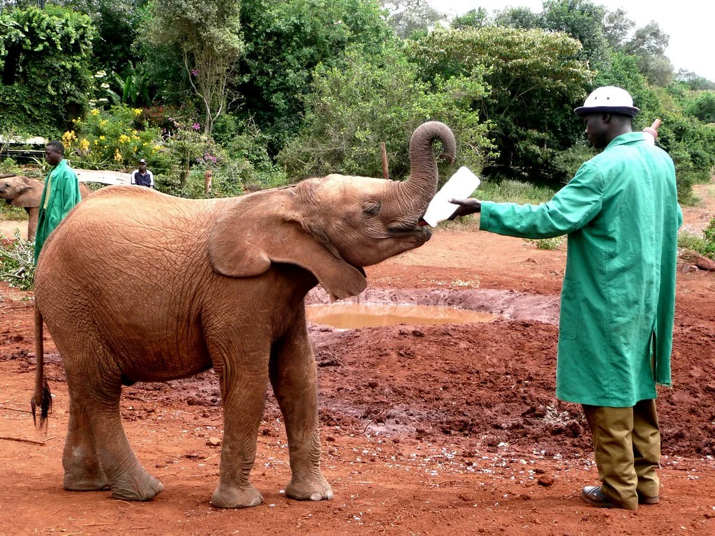 Places to Visit in Kenya - Elephant