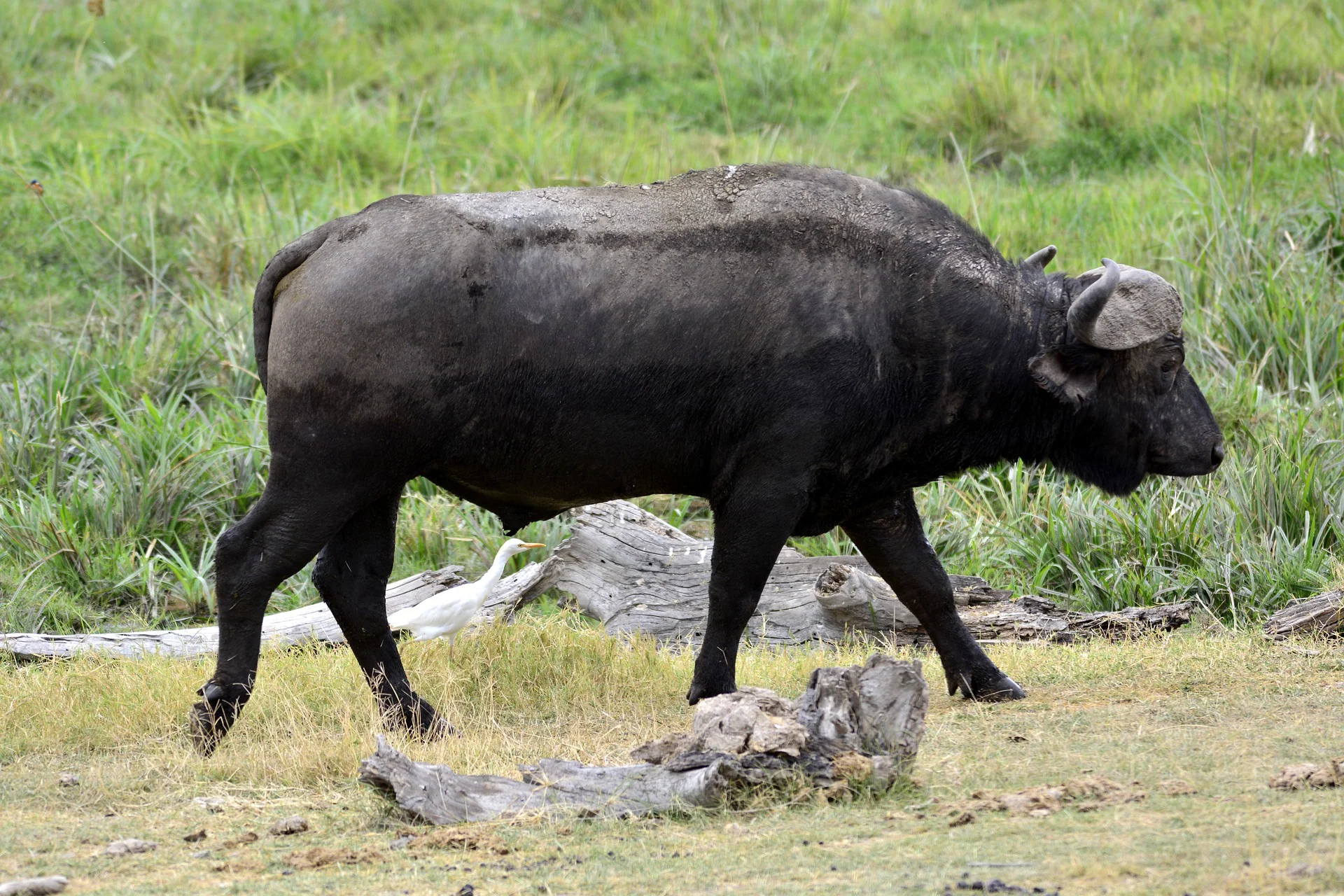 Serengeti National Park – Travel Guide, Map & More! 21 Buffalo - Serengeti National Park