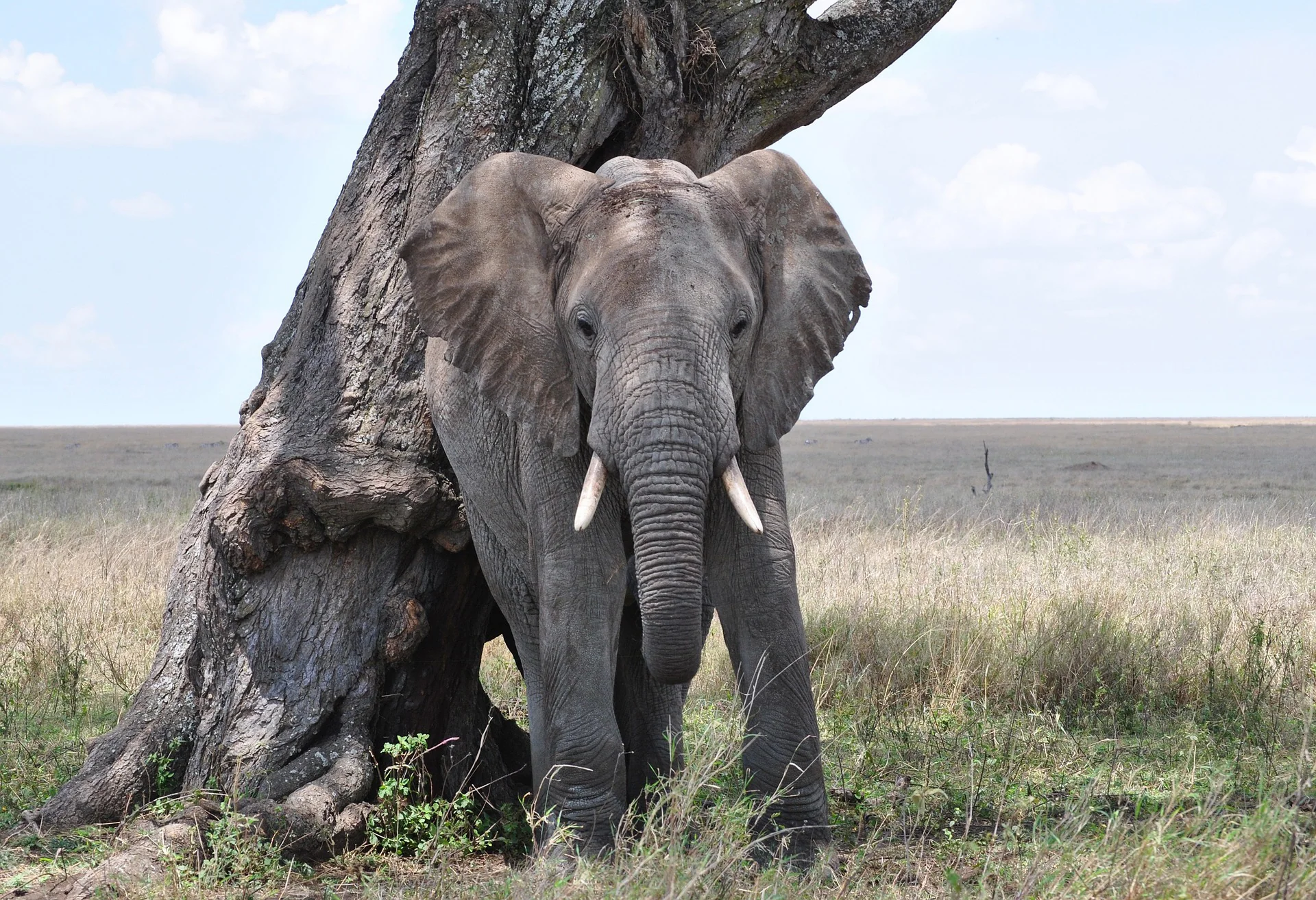 Serengeti National Park – Travel Guide, Map & More! 20 MasaiMaraSafari.in - Elephant