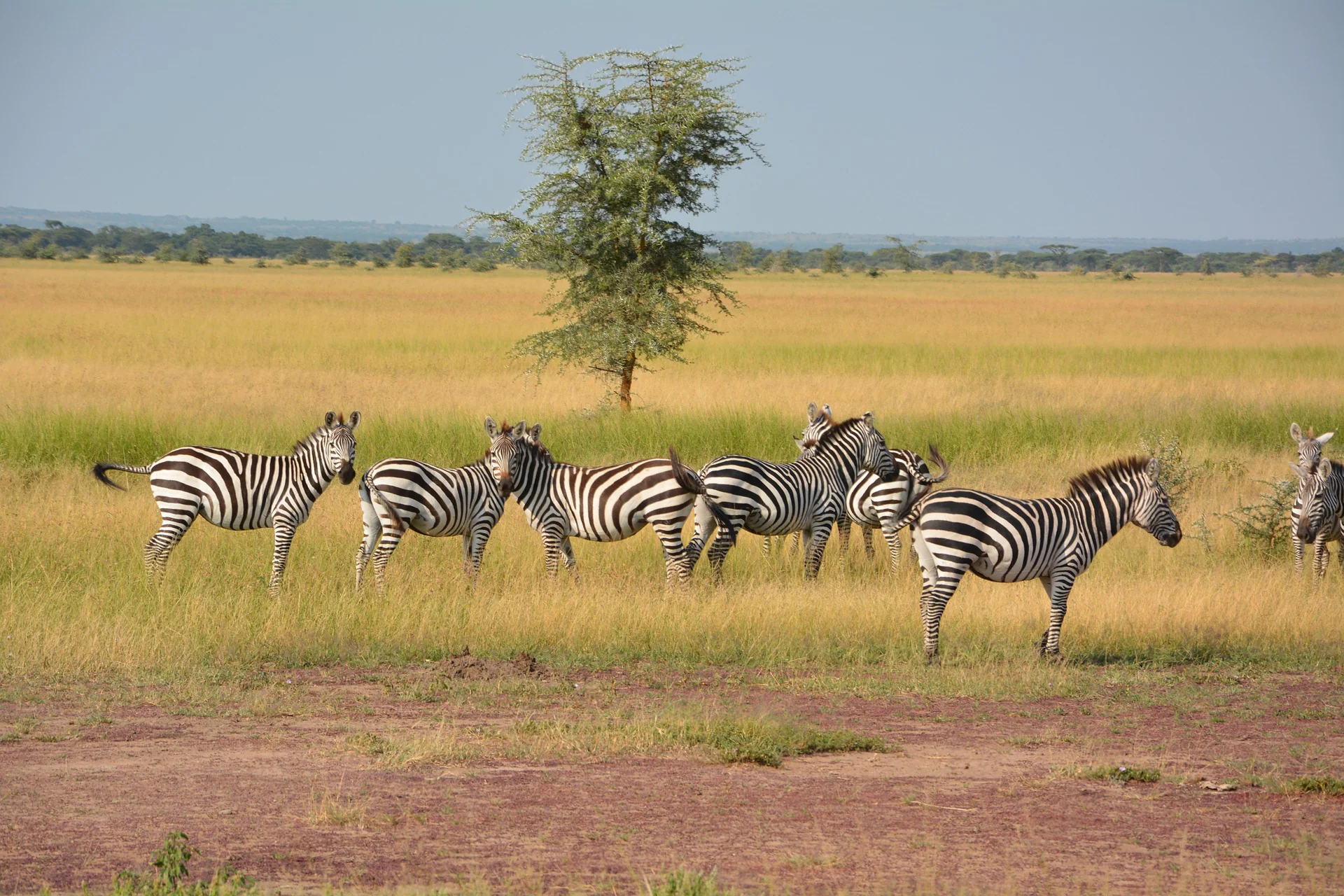 Serengeti National Park – Travel Guide, Map & More! 22 Zebra - Serengeti National Park