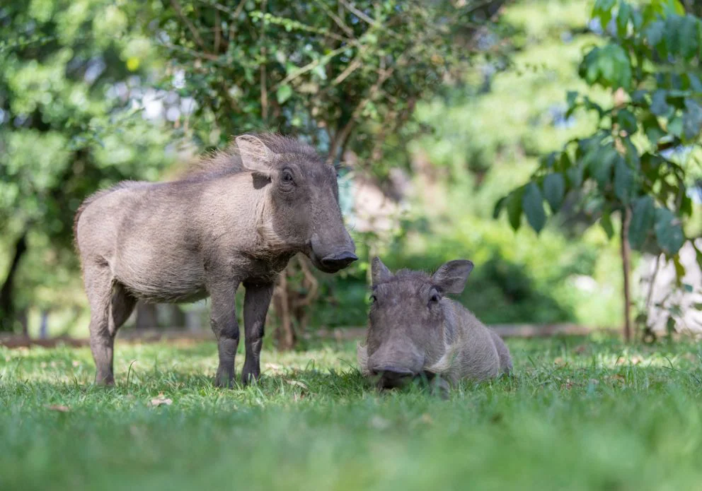 Kenya Safari Package - Top Destinations & Things to Do 28 Nairobi Animal Orphanage