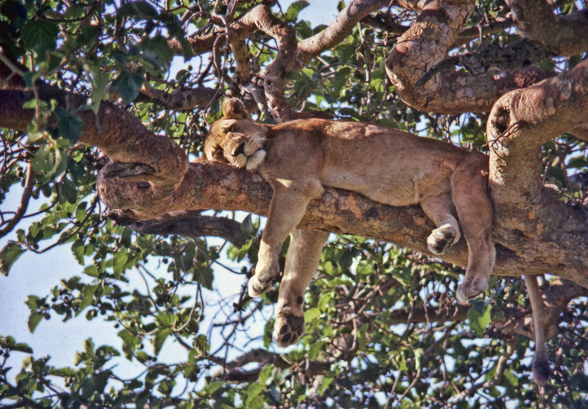 The Ultimate Guide to Africa Tours, Packages, & Destinations 35 Masaimarasafari.in Climbing Lion