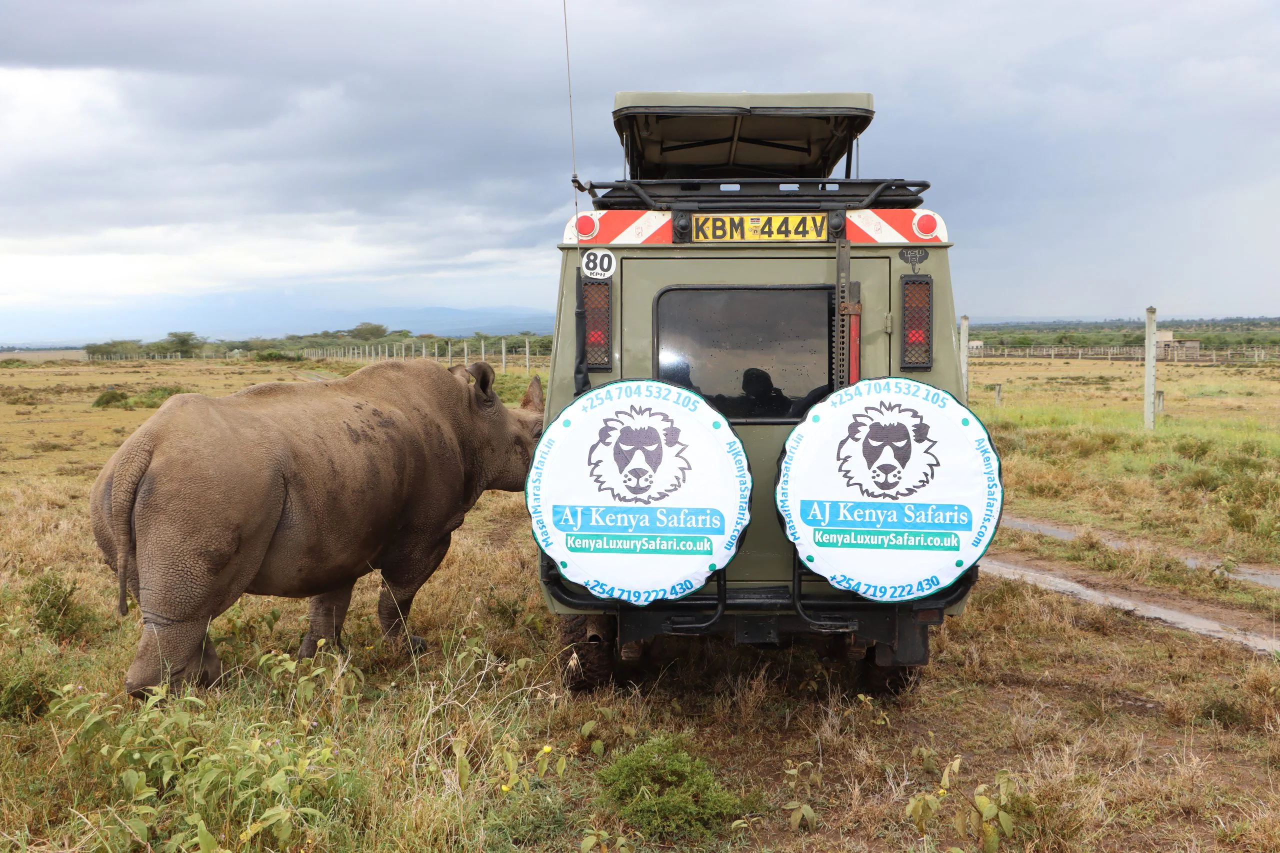 African Wildlife List, Facts, Conservation Status, & Pictures 21 African Rhino - MasaiMaraSafari.in