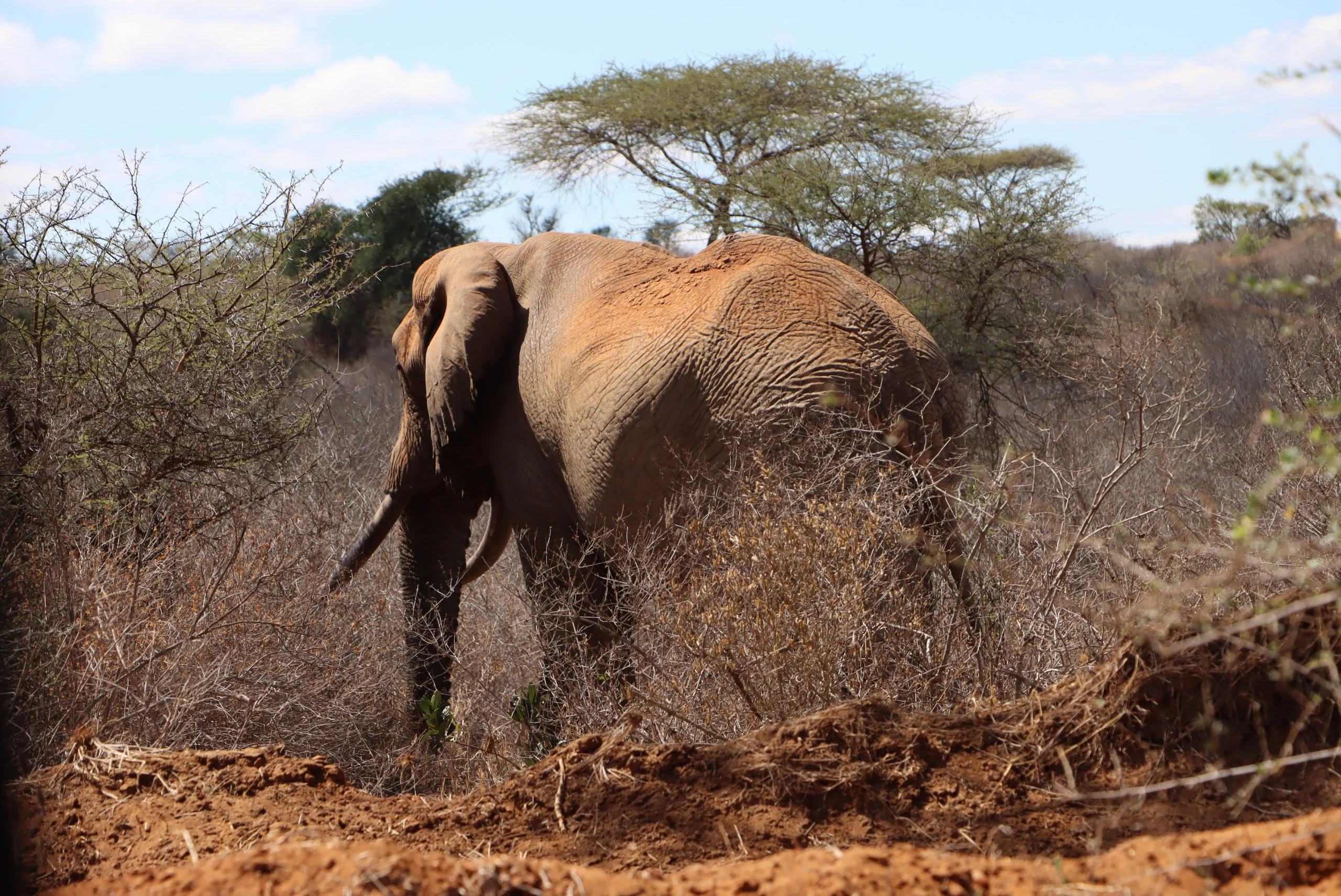 The Ultimate Guide to Safari of Africa and Packages 35