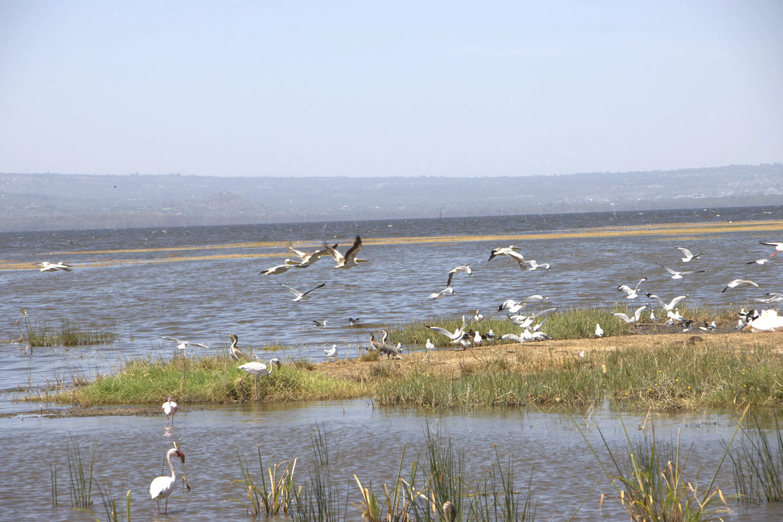 6-Day Amboseli, L. Nakuru, & Masai Mara Group Safari