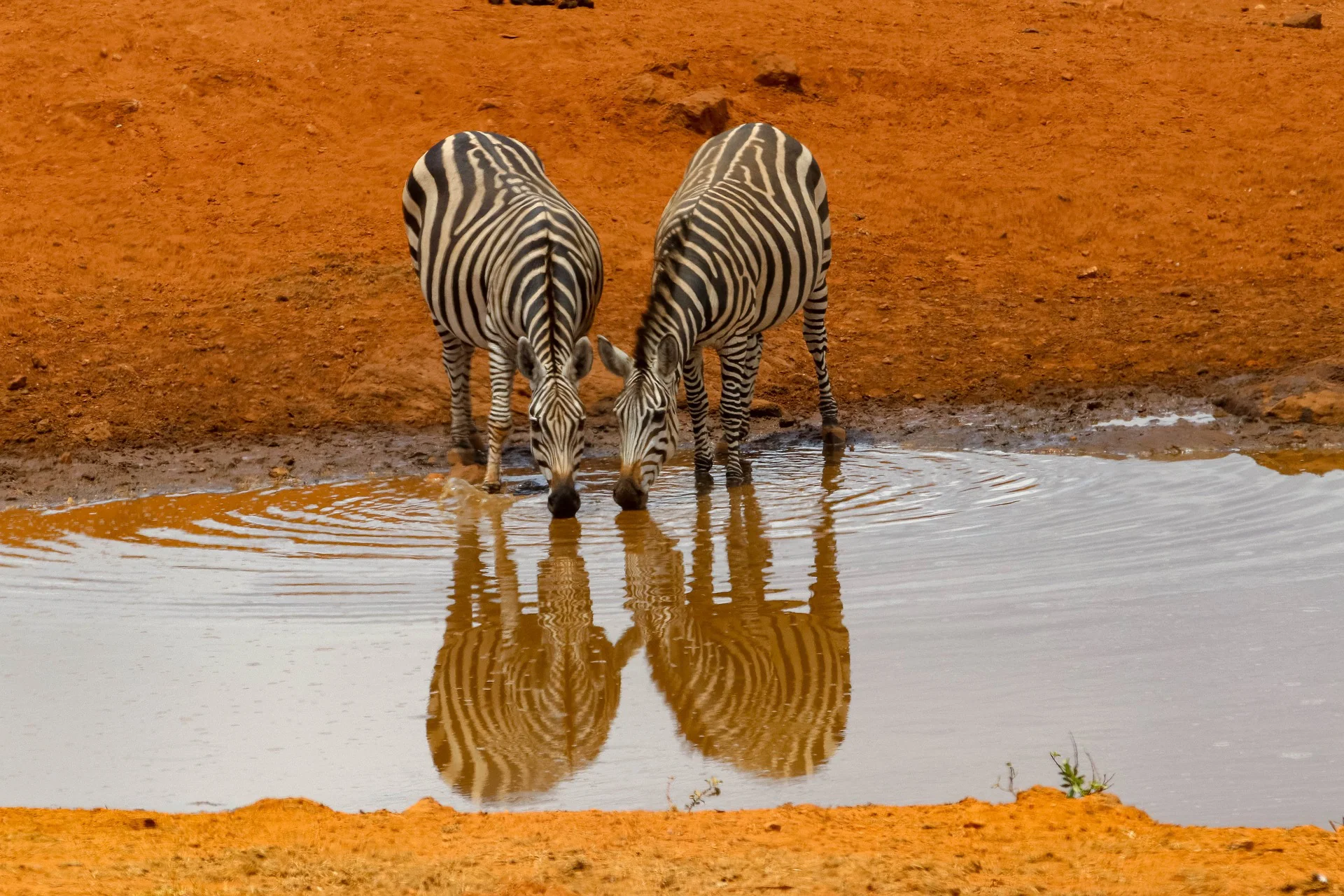The Ultimate Guide to Safari of Africa and Packages 34 Zebra taking water at a river in Tsavo