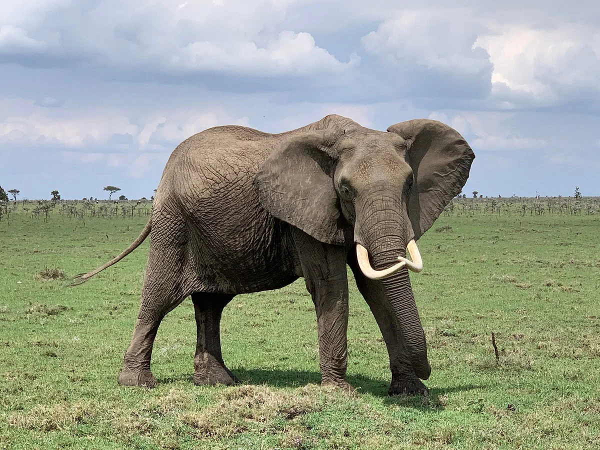 7-Day Amboseli, Naivasha, & Masai Mara Tour