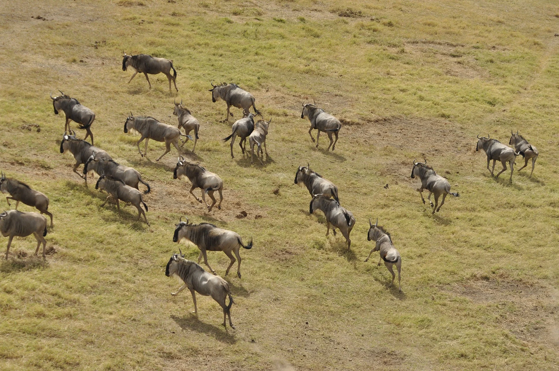 4-Day Masai Mara Migration Safari