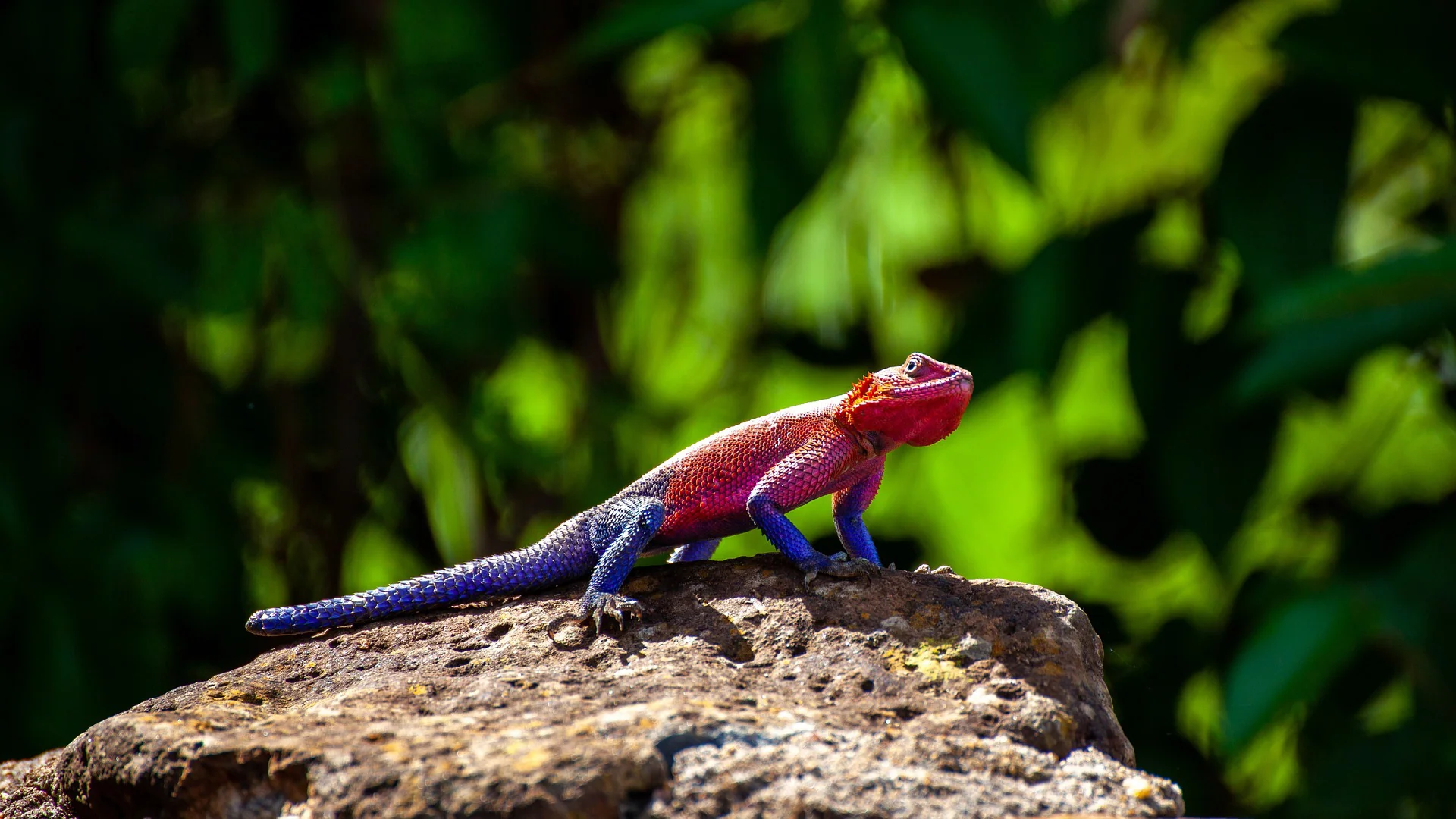African Wildlife List, Facts, Conservation Status, & Pictures 28 African Anagama Reptile