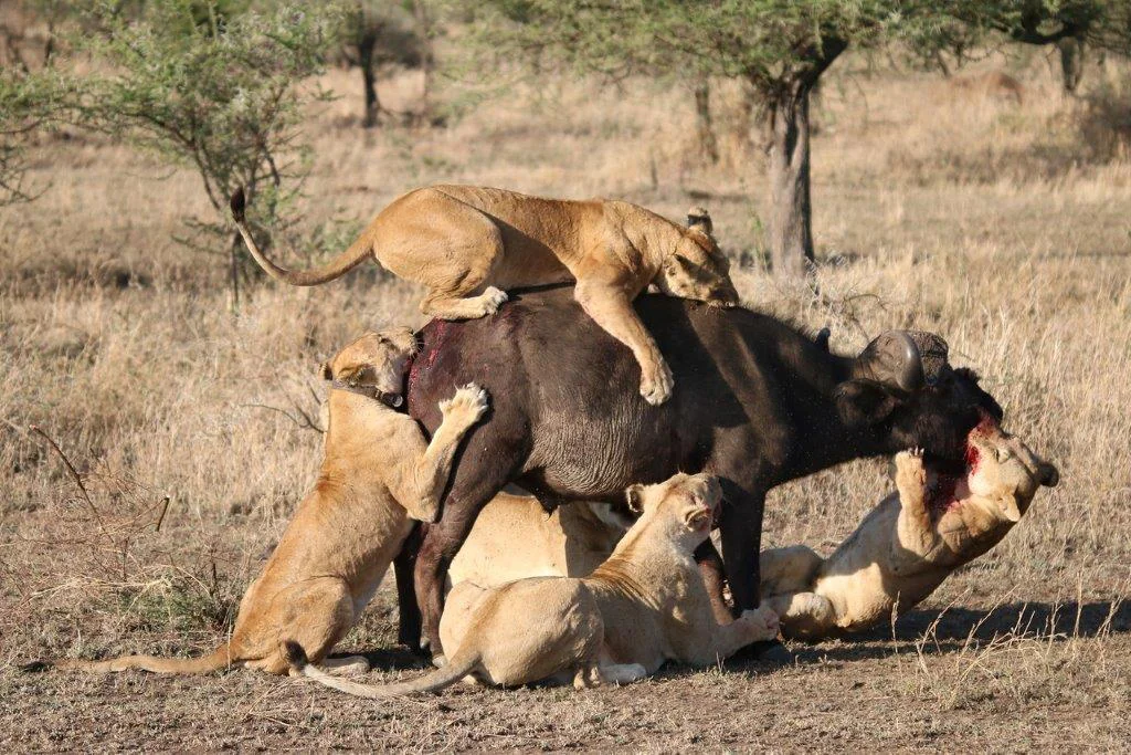 Scarface Lion: The Legend of the Masai Mara 24 A Lion Hunt - Buffalo