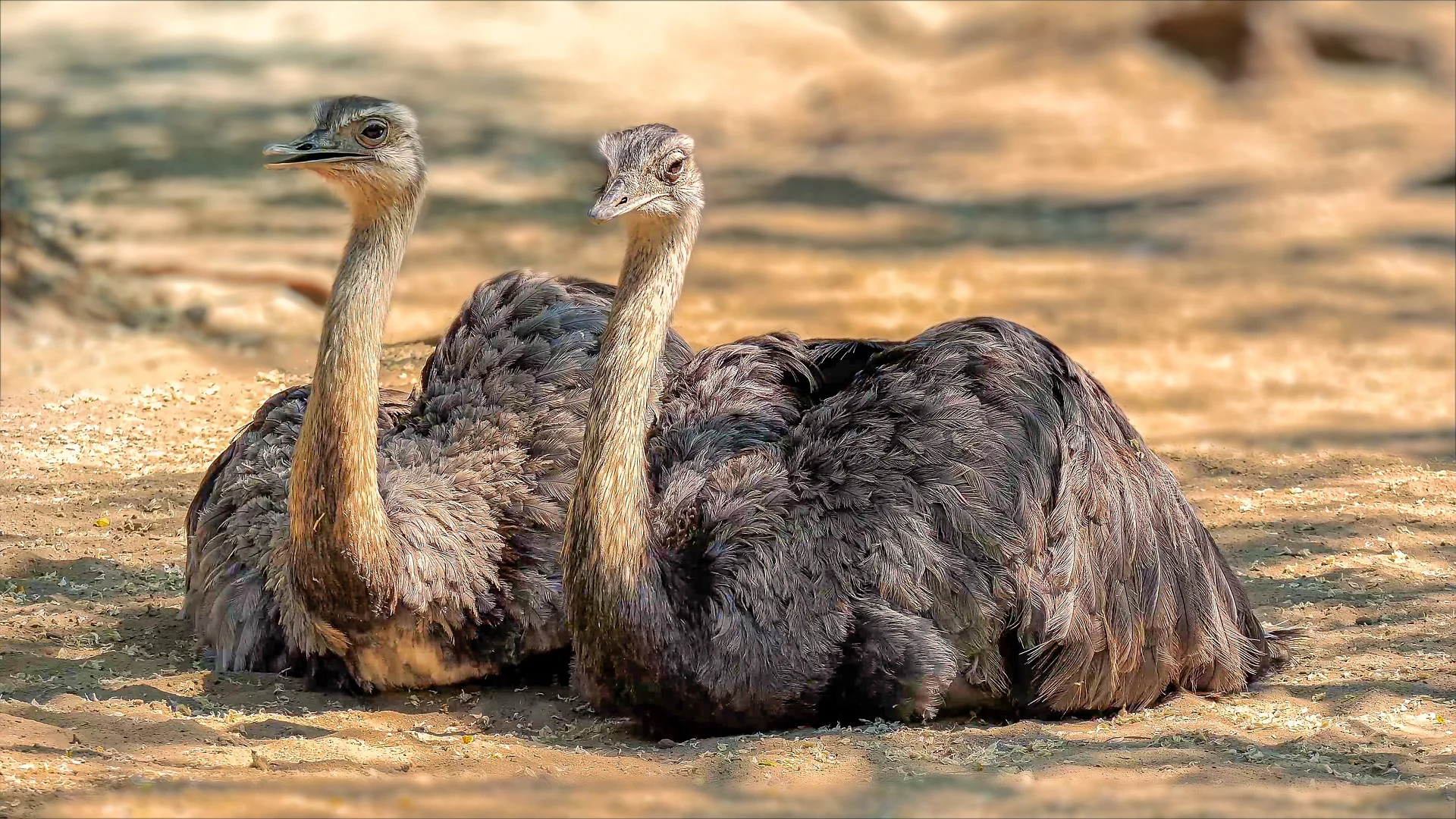 Image of Ostrich - Commonly Asked Questions About Ostriches 2 Ostrich Image - MasaiMaraSafari.in