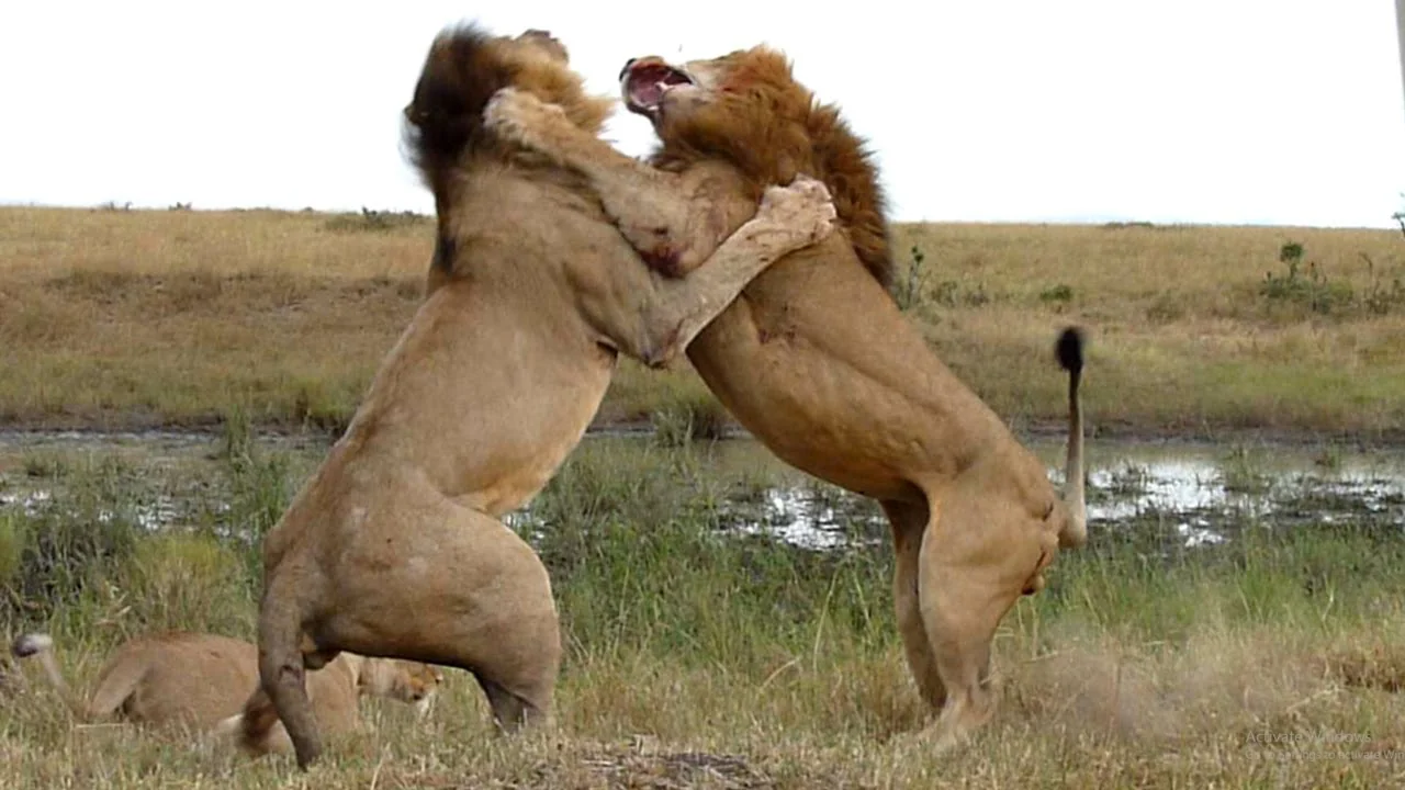 Scarface Lion: The Legend of the Masai Mara 25 Lion Fighting
