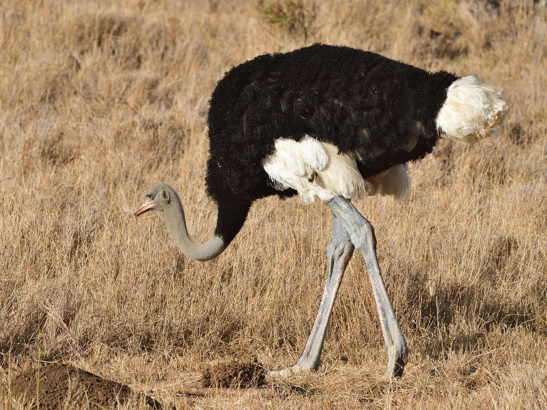 Image of Ostrich - Commonly Asked Questions About Ostriches 1 Image of Ostrich - MasaiMaraSafari.in