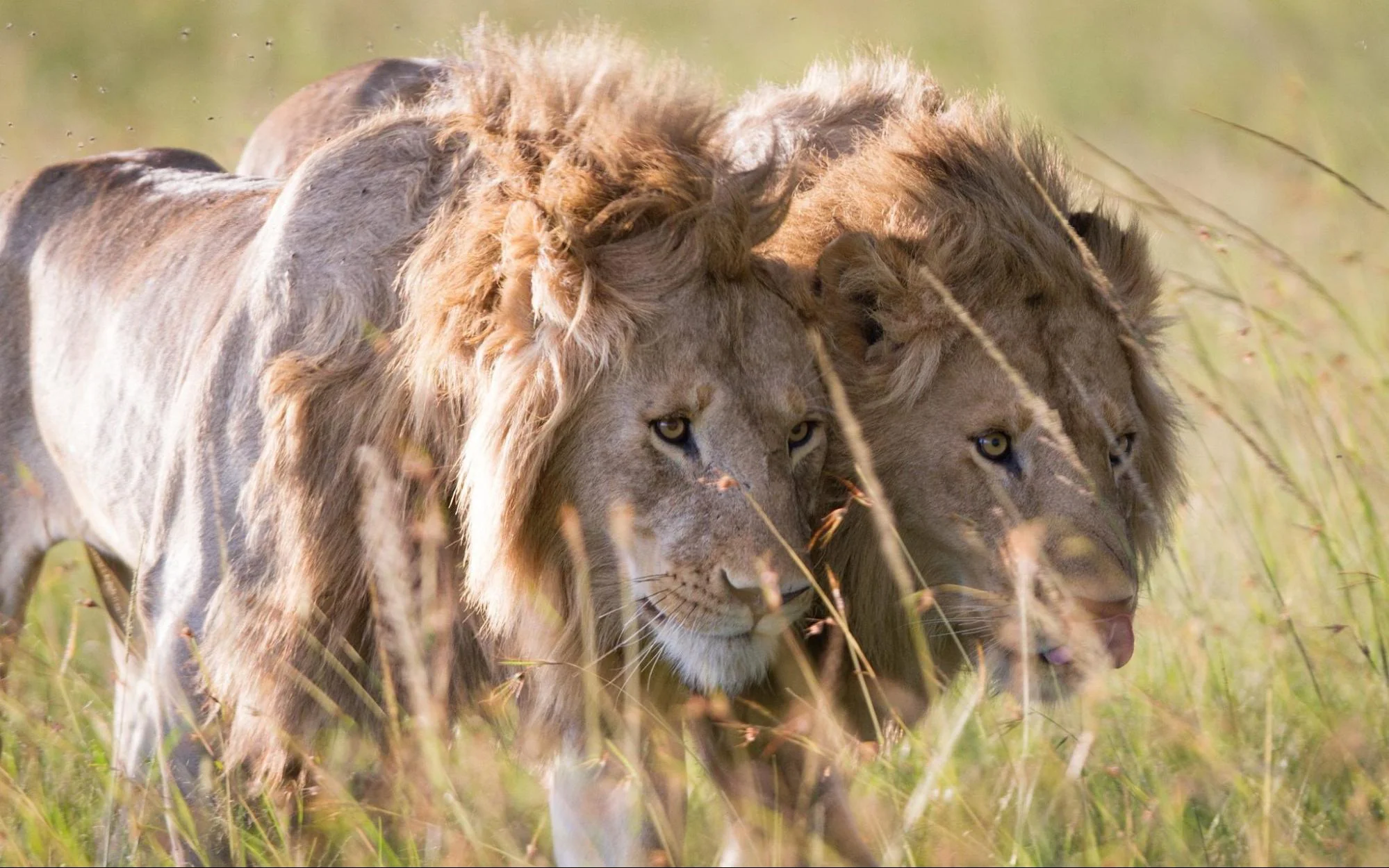 Scarface Lion: The Legend of the Masai Mara 23 Scarface - Ruler of Marsh Pride