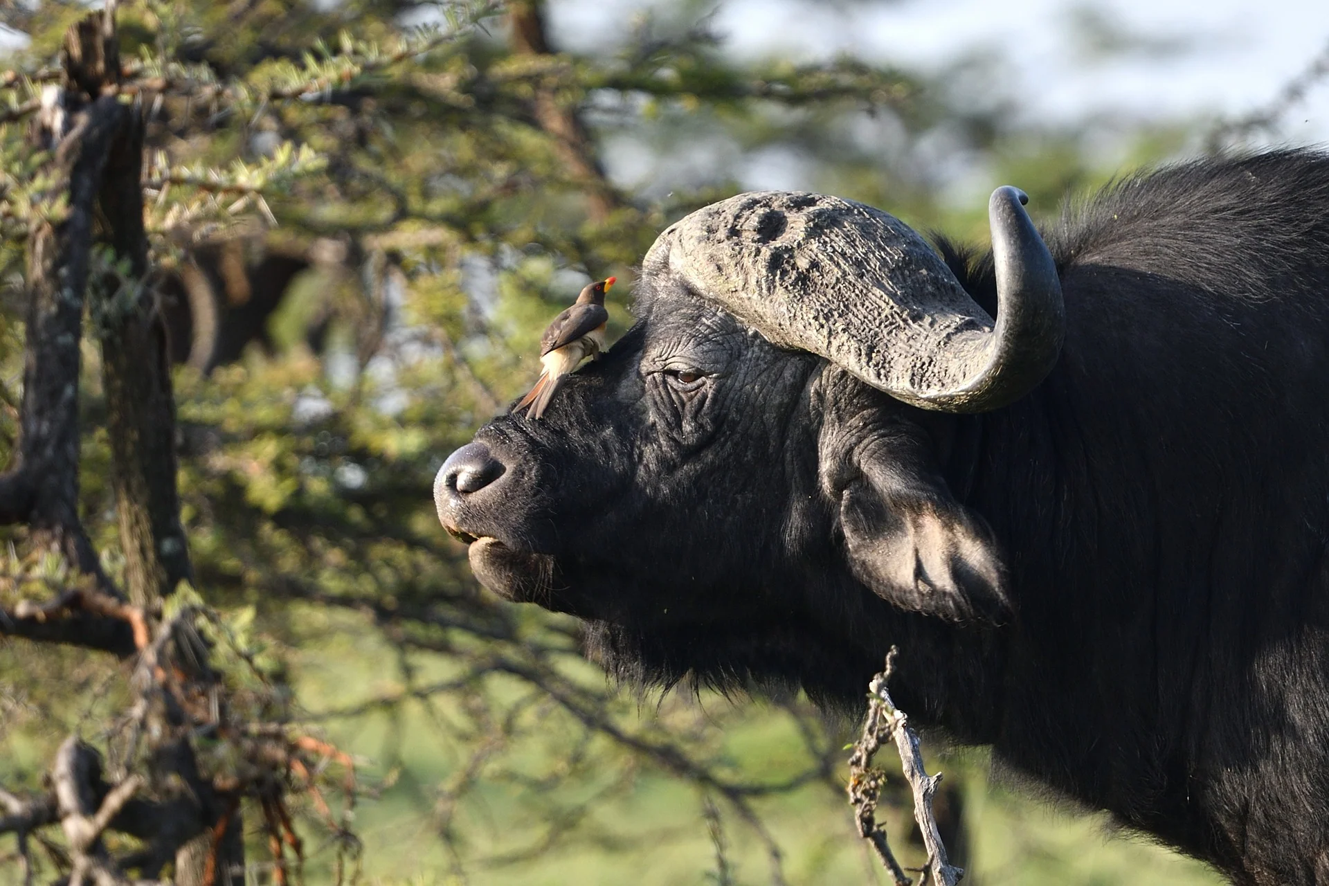 Scarface Lion: The Legend of the Masai Mara 28 Buffalo - MasaiMaraSafari.in - Scarface Lion