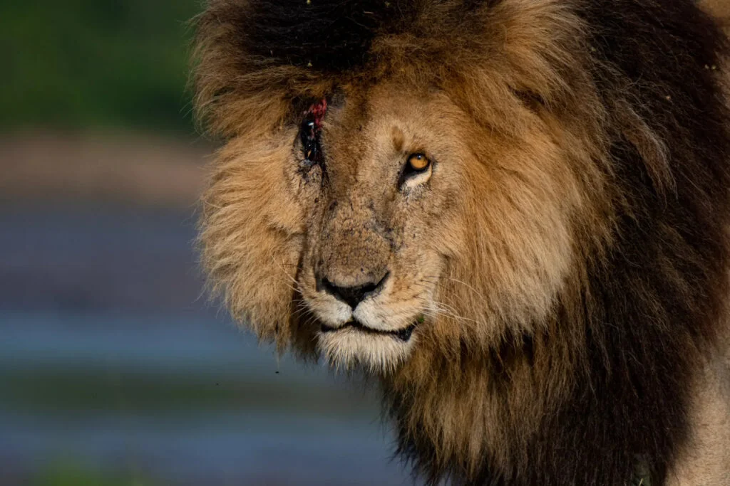Scarface Lion: The Legend of the Masai Mara 26 Scarface - Eye Injured
