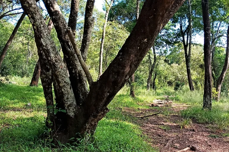Iseiya Campsite - MasaiMaraSafari.in