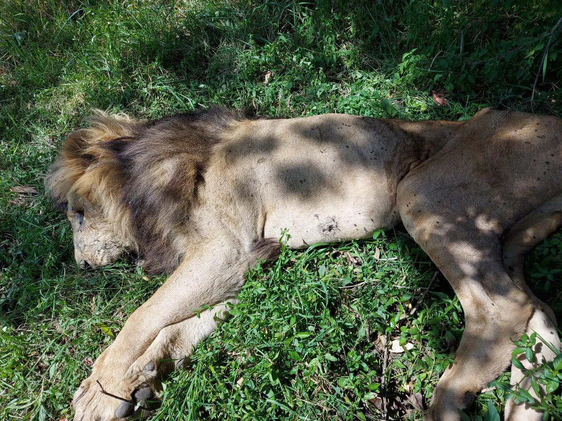 Scarface Lion: The Legend of the Masai Mara 21 MasaiMaraSafari.in - Lion Dead