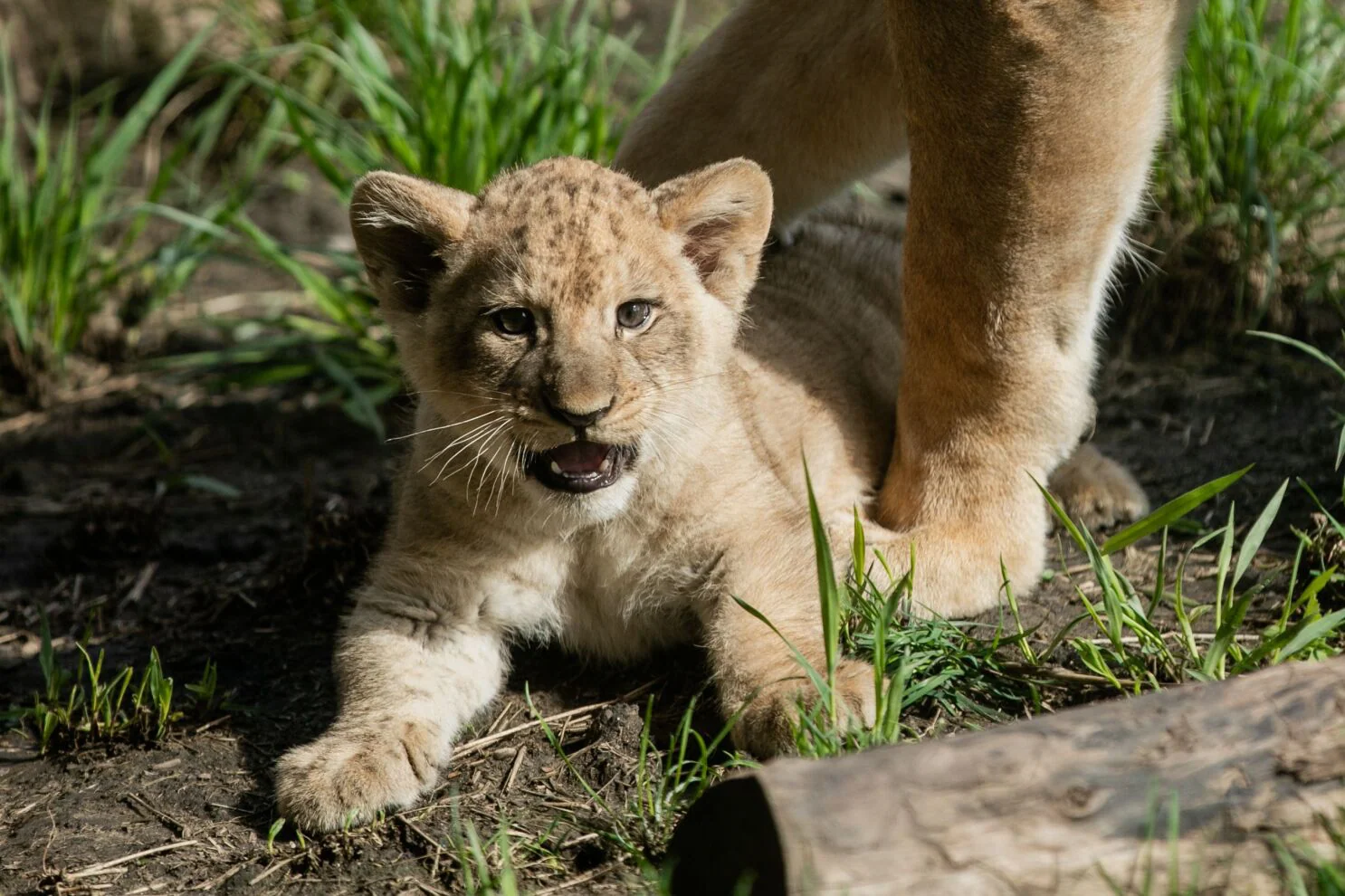 Scarface Lion: The Legend of the Masai Mara 20 Scarface - Lion Cub