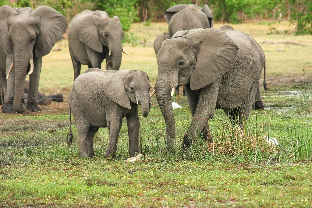 The Guide to Flying from Mumbai to South Africa 26 Elephants in South Africa - MasaiMaraSafari.in