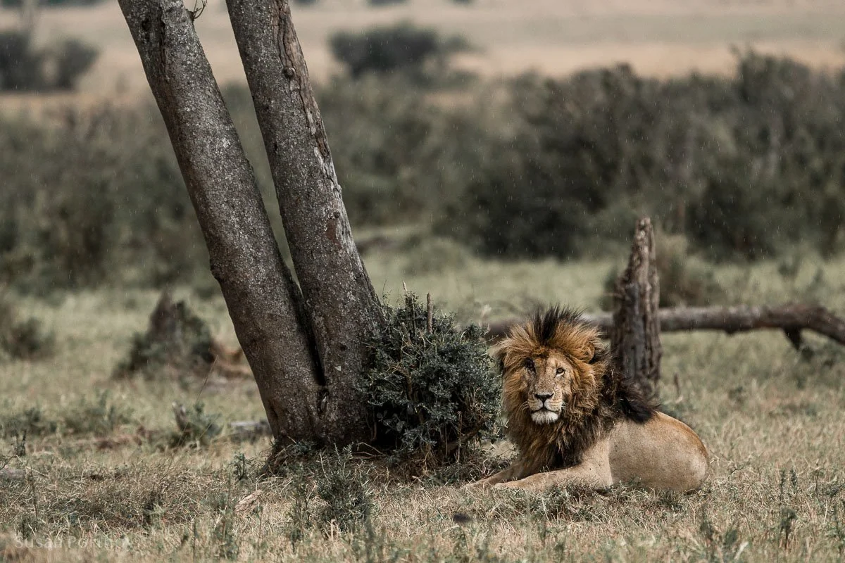 Scarface Lion: The Legend of the Masai Mara 22 Scarface - MasaiMaraSafari.in