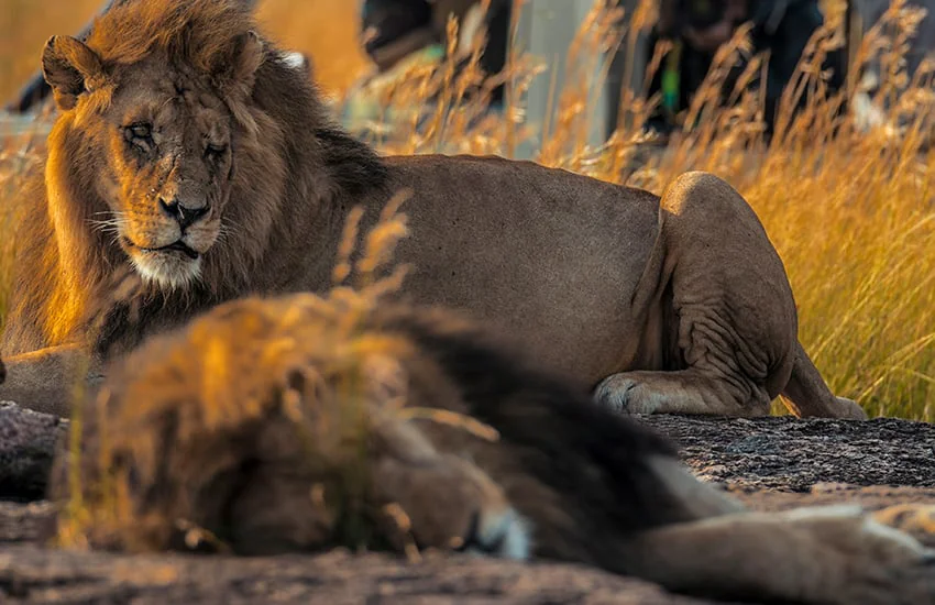 Sarova Mara Game Camp - Luxury Safari Camp in the Masai Mara 31 lion at Sarova Mara - Big Five