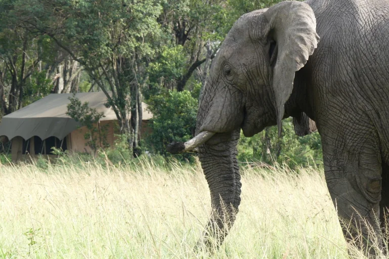 Kishanga Campsite - MasaiMaraSafari.in
