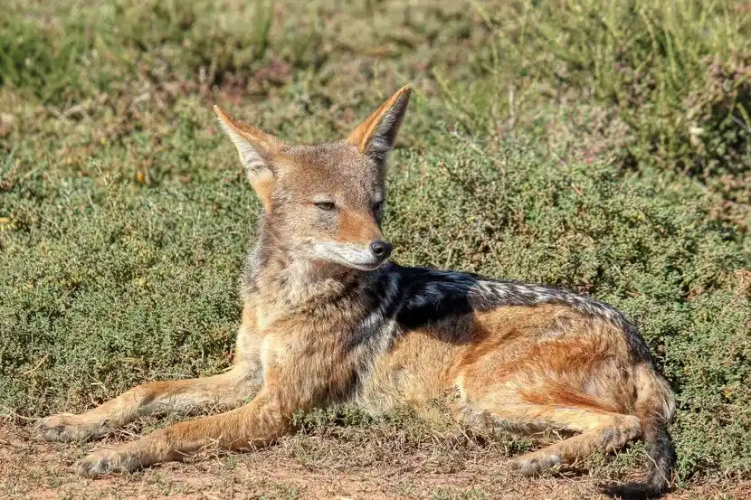 The Ultimate Guide to the Black Jackal - African Safari Animal 1 Black jackal - MasaiMaraSafari.in