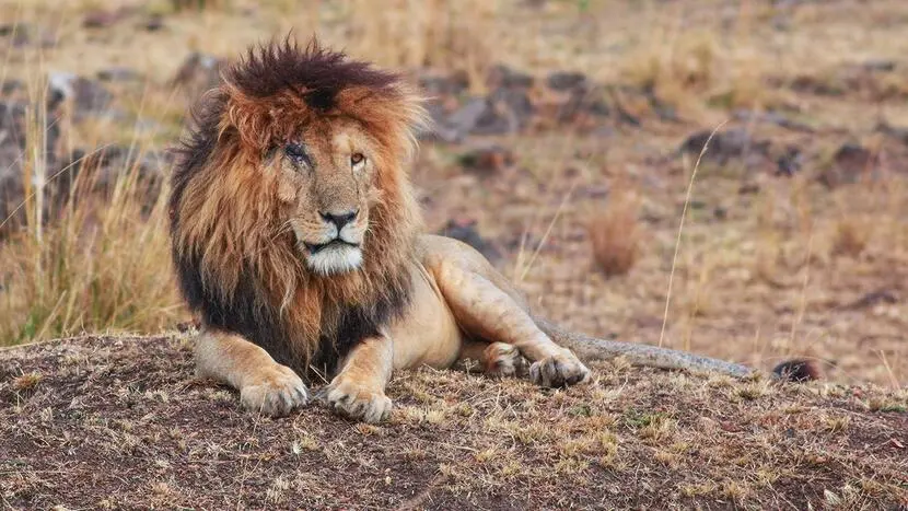 Scarface Lion: The Legend of the Masai Mara 1 Scarface Lion - MasaiMaraSafari.in