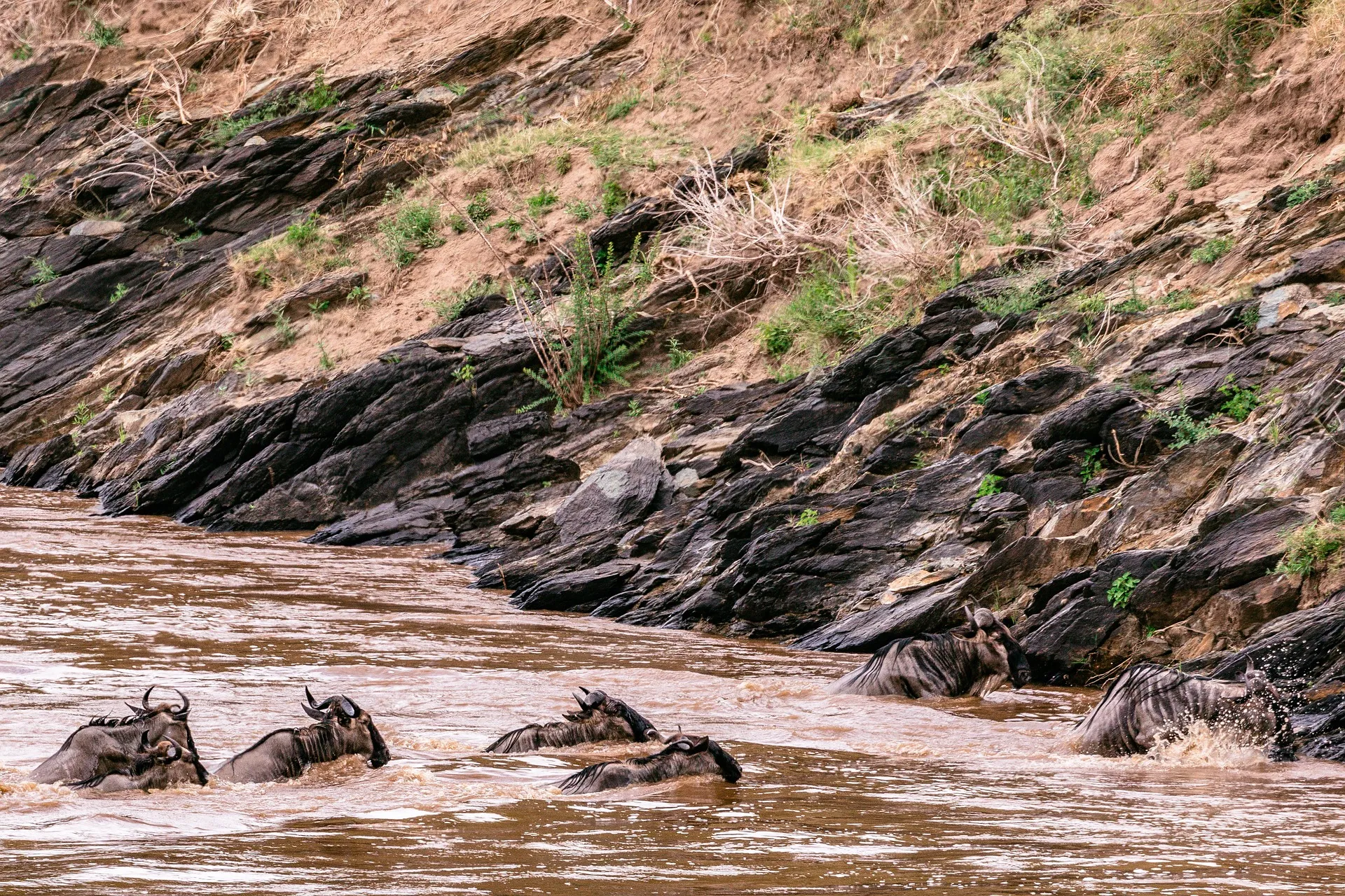 Explore the Wild: Ultimate 3 Day Masai Mara Safari from Nairobi 2 3 day masai mara safari from nairobi