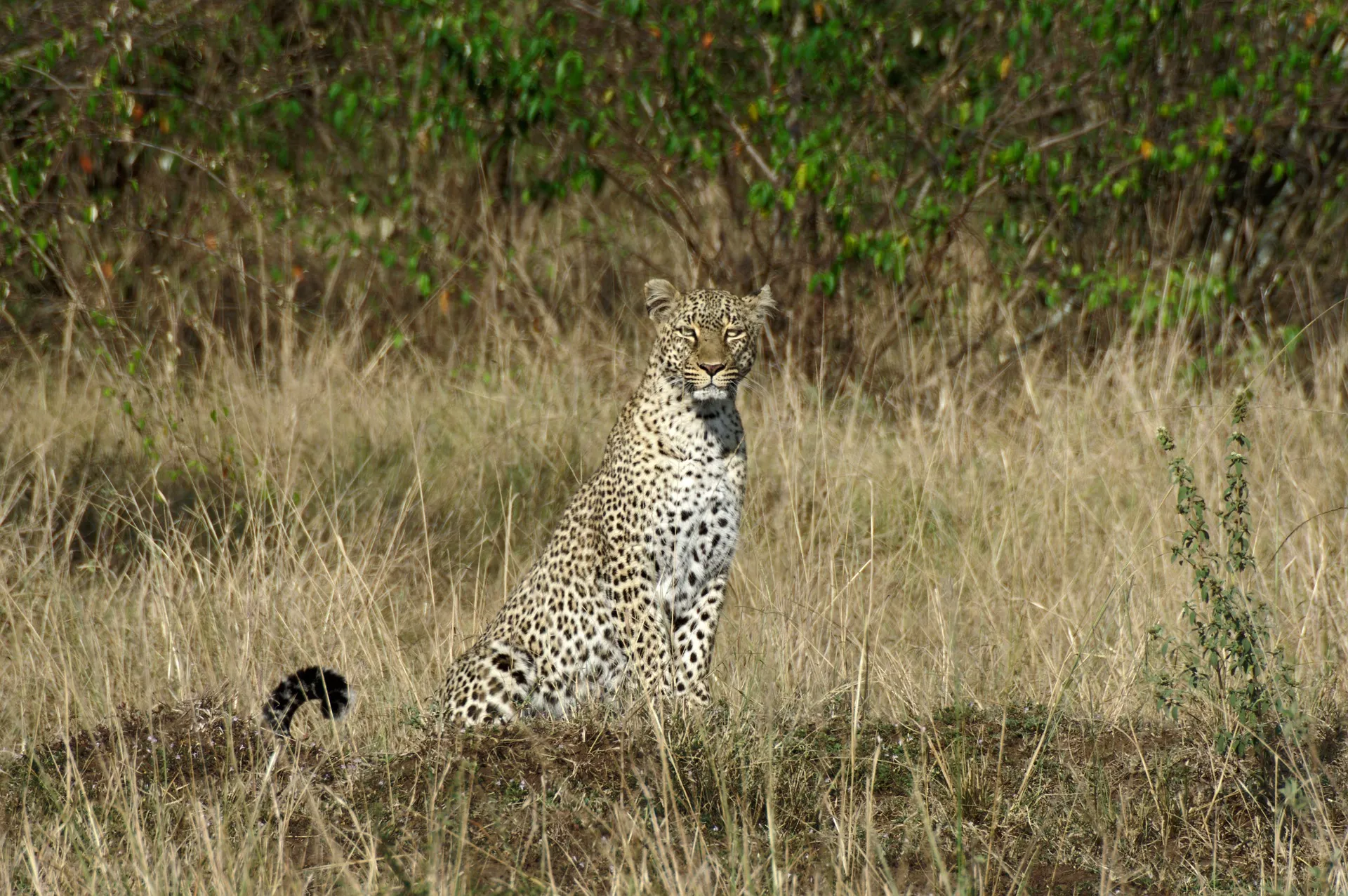 Explore the Wild: Ultimate 3 Day Masai Mara Safari from Nairobi 3 Leopard - 3 days safari