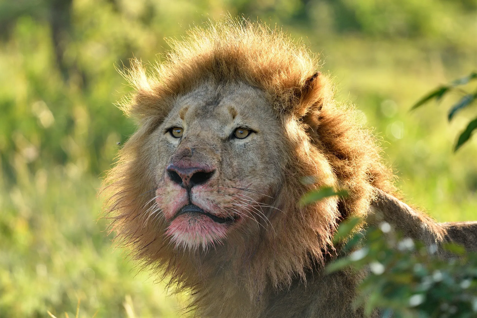Explore the Wild: Ultimate 3 Day Masai Mara Safari from Nairobi 5 Lion at Masai Mara