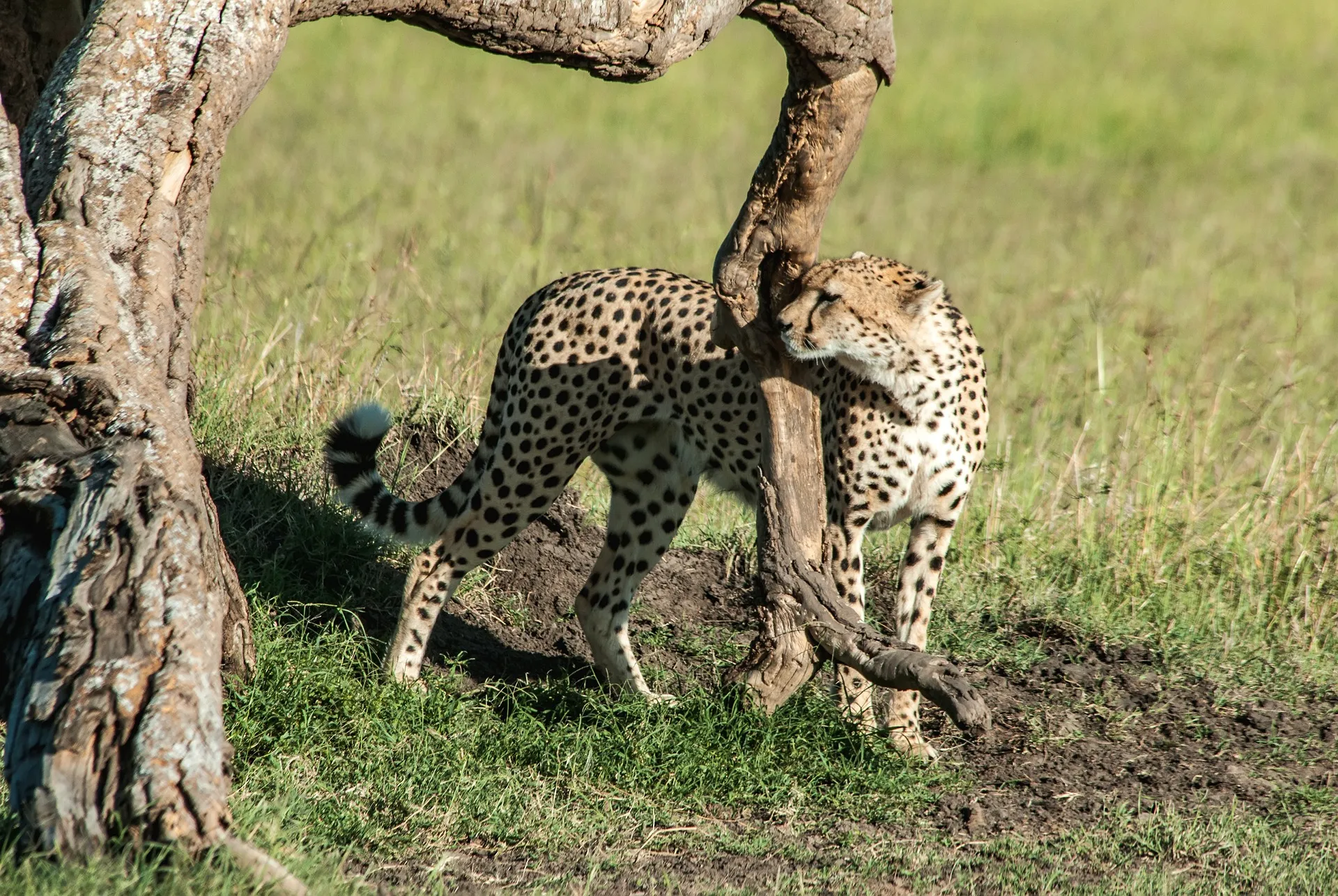 Explore the Wild: Ultimate 3 Day Masai Mara Safari from Nairobi 6 Cheetah at Maasai mara