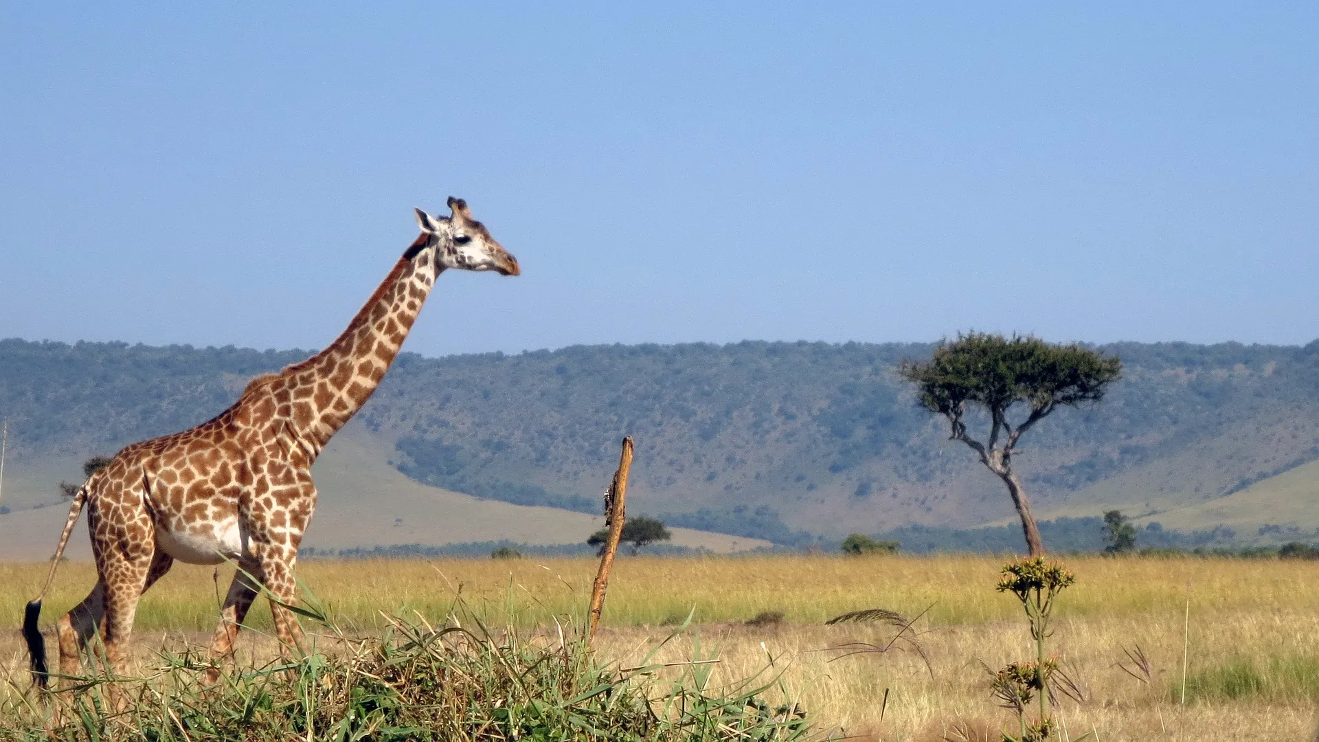 Explore the Wild: Ultimate 3 Day Masai Mara Safari from Nairobi 7 Giraffe in Kenya